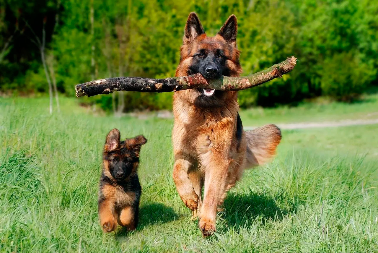 Cães de pastoreio - As raças com instinto de cão pastor