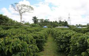 Amazonas apresenta levantamento sobre 15 clones de café conilon