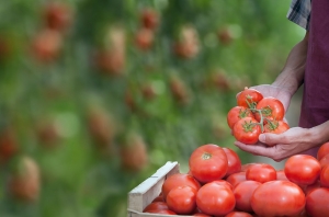 Indústria de tomate defende diminuição de defensivos na lavoura