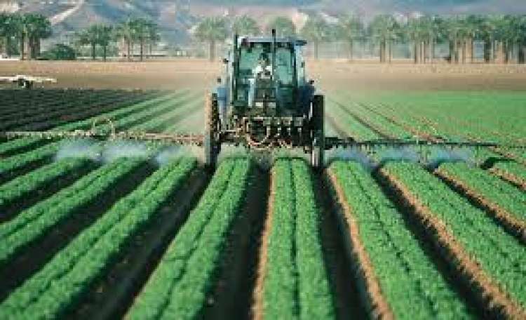 Herbicida 2,4-D: Rio Grande do Sul quer regulamentar utilização