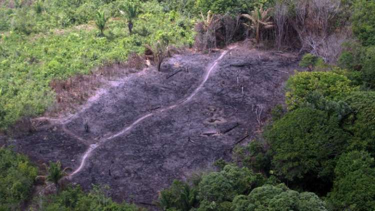 Desmatamento na Amazônia em junho equivale a duas vezes a área de Belo Horizonte