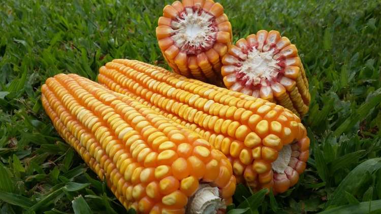 Aplicações corretas de nitrogênio garantem mais produtividade às lavouras de milho