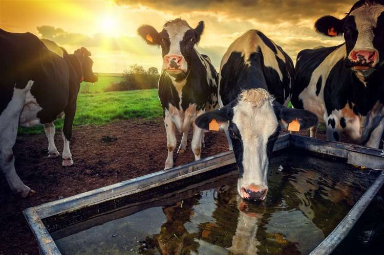 EducaPoint: Qual a temperatura ideal da água para consumo de bovinos?