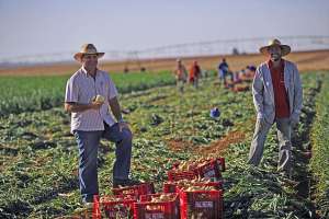 Setor agropecuário lidera a criação de empregos no mês de abril em Goiás