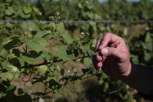 Somente na produção de uva, são projetados prejuízos na ordem de quase R$ 100 milhões
