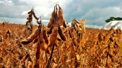 Soja: USDA reduz estoques finais dos EUA e aumenta safra do Brasil