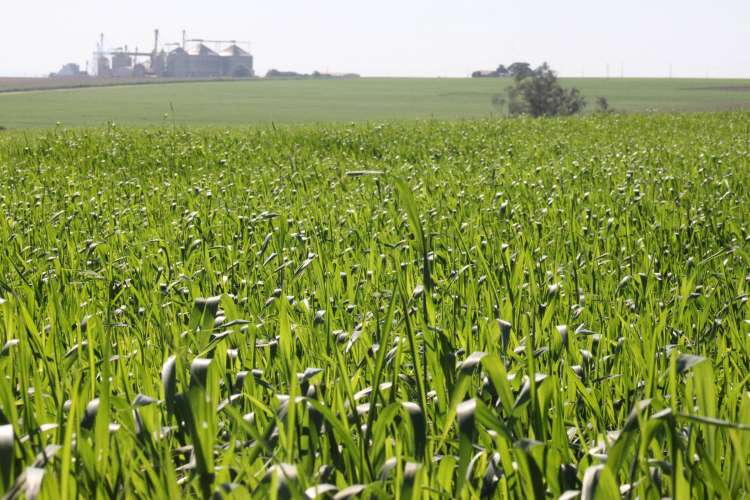 Tecnologias na agricultura aumentam a produção em 20%