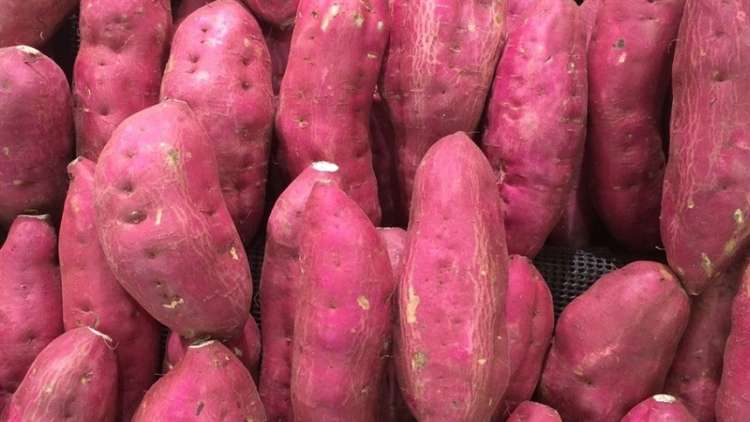 Alemanha contribui para “salvar” batatas peruanas