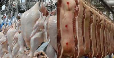Brasil amplia exportação de carne suína e de frango com demanda chinesa, diz ABPA