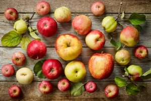 Cientistas desvendam mecanismo de percepção do frio na macieira
