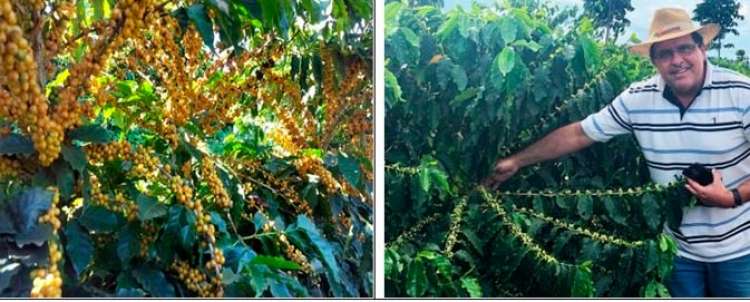 Vantagem econômica no uso de variedades de café resistentes e produtivas