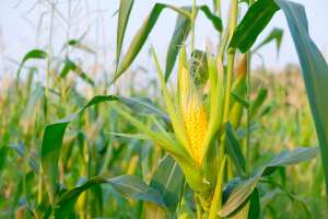 Embrapa amplia oferta de produtos biológicos para controle da principal praga do milho