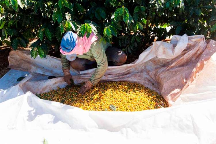 Cultivar de café Arara mostra características novas na região de Araxá