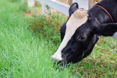 Hematúria enzoótica: o que você precisa saber sobre intoxicação de bovinos por samambaia