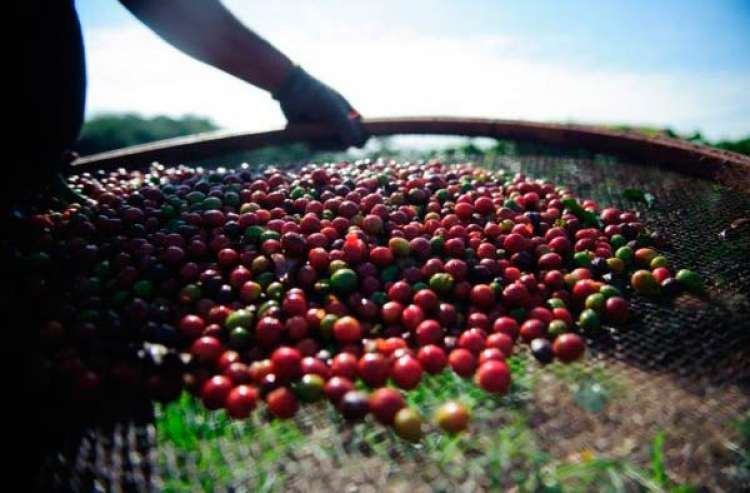 Queda dos preços do café preocupa produtores, apesar do crescimento das exportações