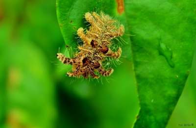 Lagarta aranha provoca raspagem de folhas do cafeeiro