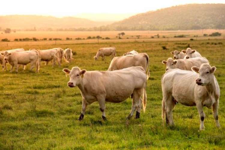CNA estima aumento de 7,20% no VBP da pecuária em 2019