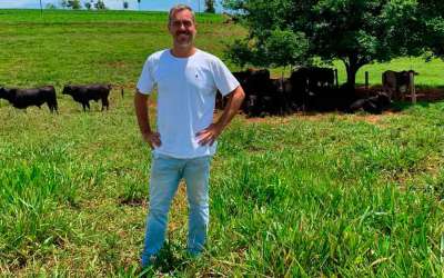 O pecuarista Thiago Companholi usa o capim híbrido cayana para alimentar 1,5 mil cabeças de gado em Amambai (MS) 