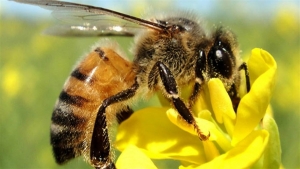 Ferramenta online é exemplo de cuidado com abelhas