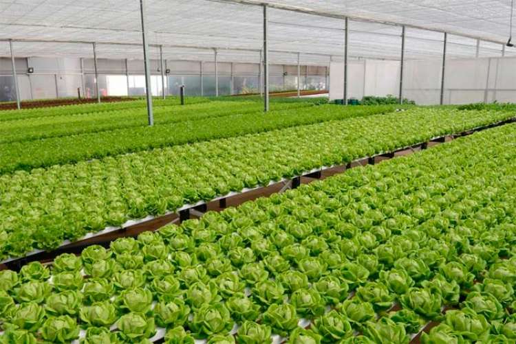 Mercedes-Benz inaugura Fazenda Urbana para plantio de hortaliças em fábrica de São Bernardo do Campo