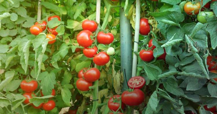 Criado novo recurso genômico para melhorar tomates