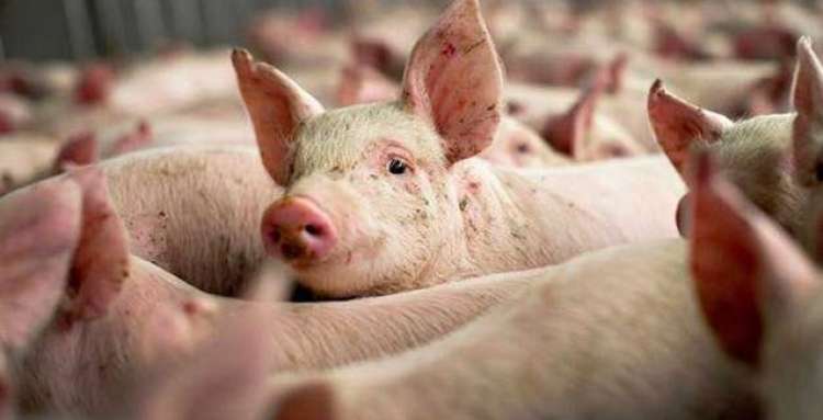 CRISPR imuniza porcos contra doença mortal