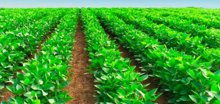 Normativa de uso de agroquímicos em Minor Crops completa 5 anos