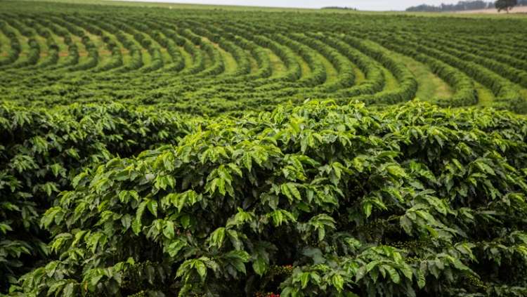 Colheita de café ganha ritmo no Brasil e chega a até 15% para