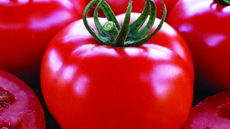 Gene do tomate pode acelerar produção de outras culturas