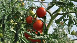 Leia sobre a influência da luz no desenvolvimento do tomateiro.