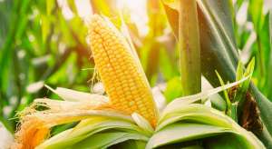 USDA confirma expectativas e reduz todos os números da safra 2019/20 de milho dos EUA