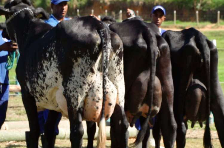 Girolando – a raça que mudou a produção de leite no Brasil