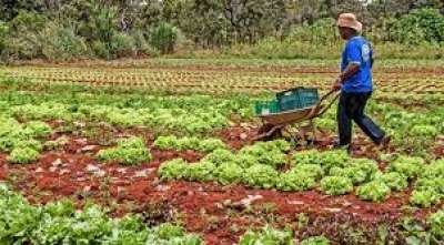 Mapa suspende mais de 126 mil declarações da agricultura familiar