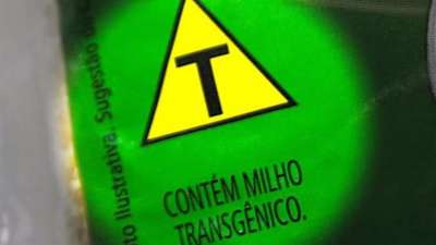 Índia quer prender quem planta transgênicos