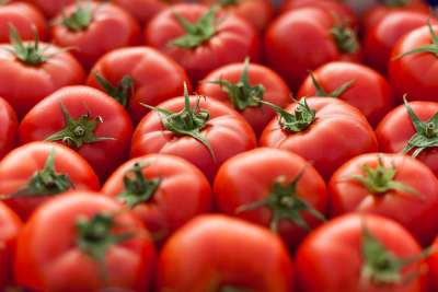 TOMATE/CEPEA: contaminação de mudas afeta produção de sumaré