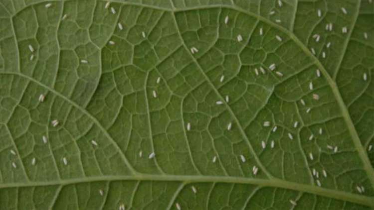 “O inseticida funciona como um ‘regulador de crescimento’ da mosca-branca&quot;