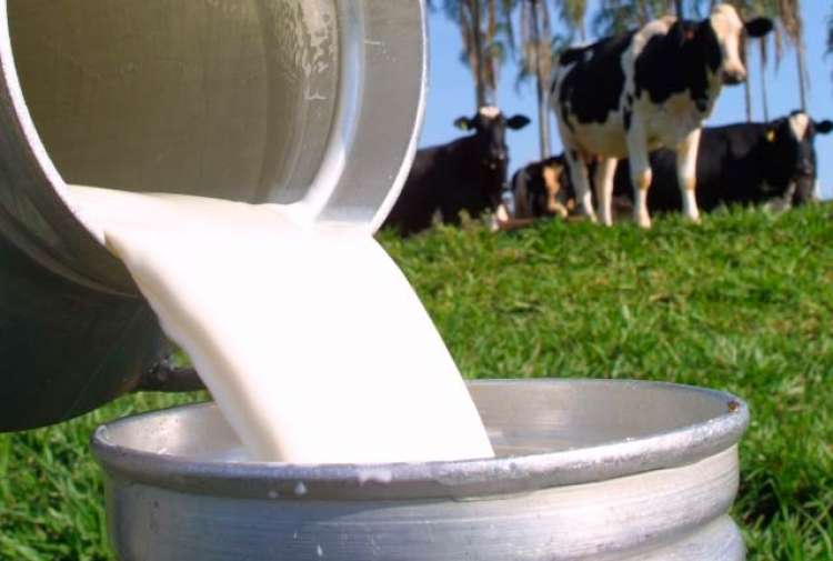 Como manter a produtividade na pecuária leiteira orgânica