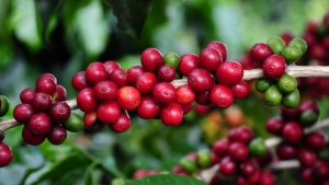 Exportação de café cresce 10% em março, diz Cecafé