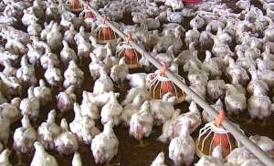 Pesquisa da USP troca antibiótico para frangos por extrato do lúpulo