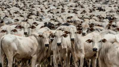 Mato Grosso obtém receita de meio bilhão de dólares com exportações de carne bovina