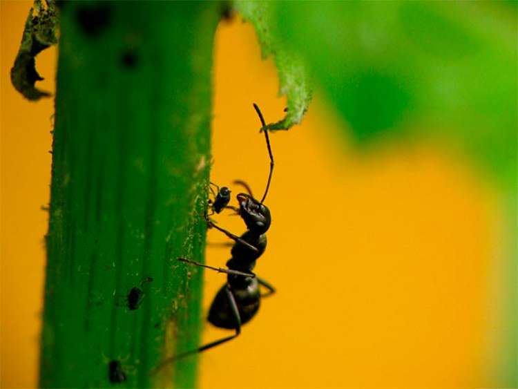 Formigas que defendem plantas recebem nutrientes