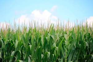 O USDA disse que 58% da safra de milho dos EUA apresentava condição boa ou excelente, queda de 3 pontos porcentuais ante a semana anterior. 