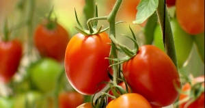 Cheiro de tomate pode proteger as culturas contra bactérias