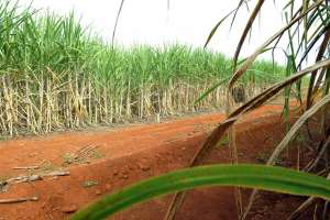 Alta do petróleo e preços do açúcar fazem Brasil bater recorde na produção de etanol
