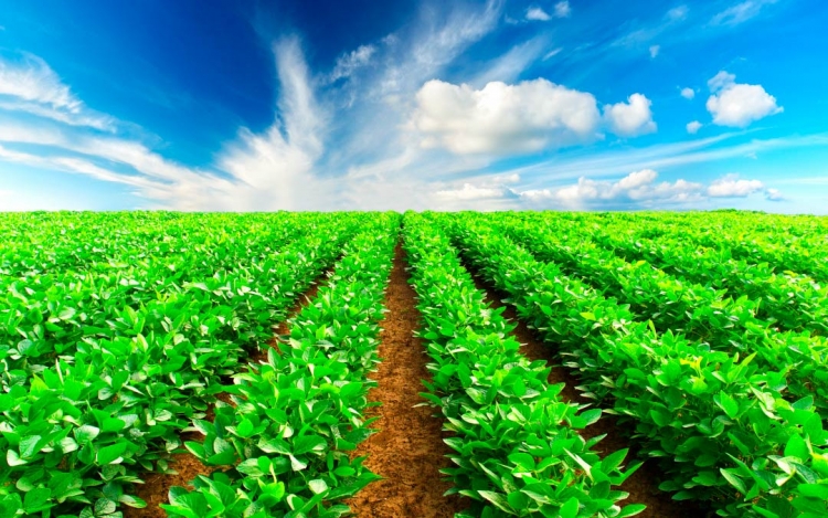Conceitos de agricultura sustentável estão ultrapassados