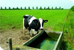 Qual a temperatura ideal da água para consumo de bovinos?