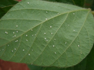 Raça de mosca branca mais resistente a inseticidas é encontrada em Mato Grosso