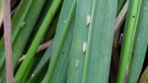 Conhecida também como sogata, essa pequena praga tem sido um desafio constante em diversas regiões produtoras de arroz, inclusive em áreas do Brasil