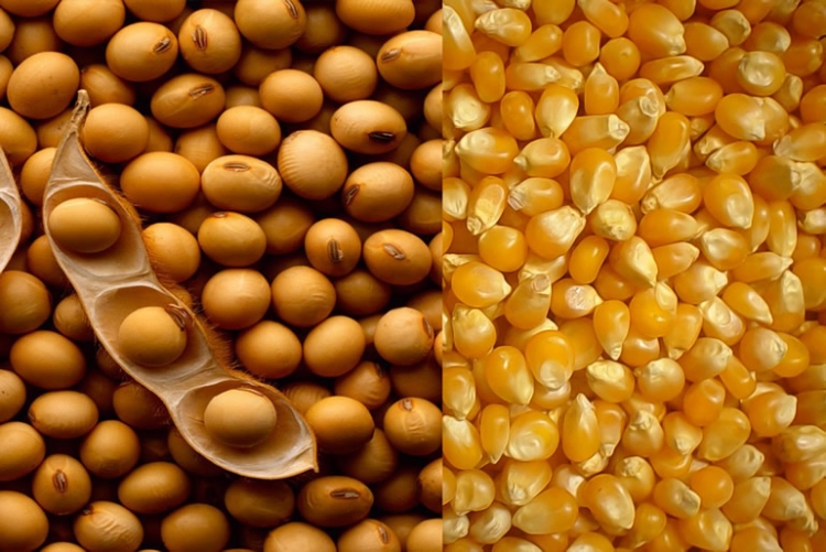 EUA 2019/20: USDA estima redução de 5% na área de soja e aumento de 4% no milho