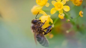 Mundo pode perder abelhas e ter mais baratas e moscas
